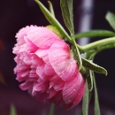 Кадрированое изображение цветка