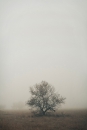 Как фотографировать туман