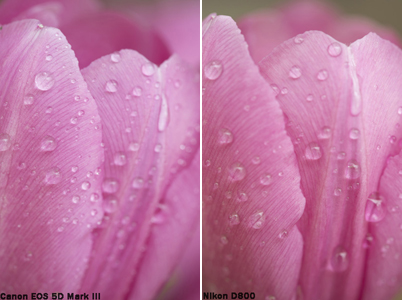 Сравнительные характеристики Canon EOS 5D Mark III и Nikon D800